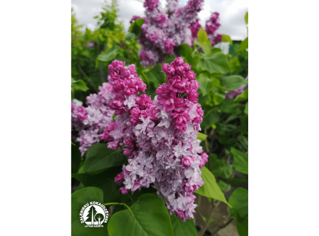 Syringa vulgaris   'President Poincare'